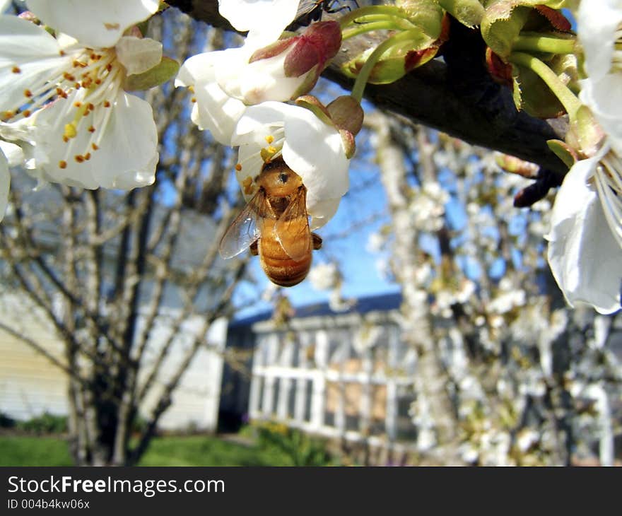 Bee Blossom