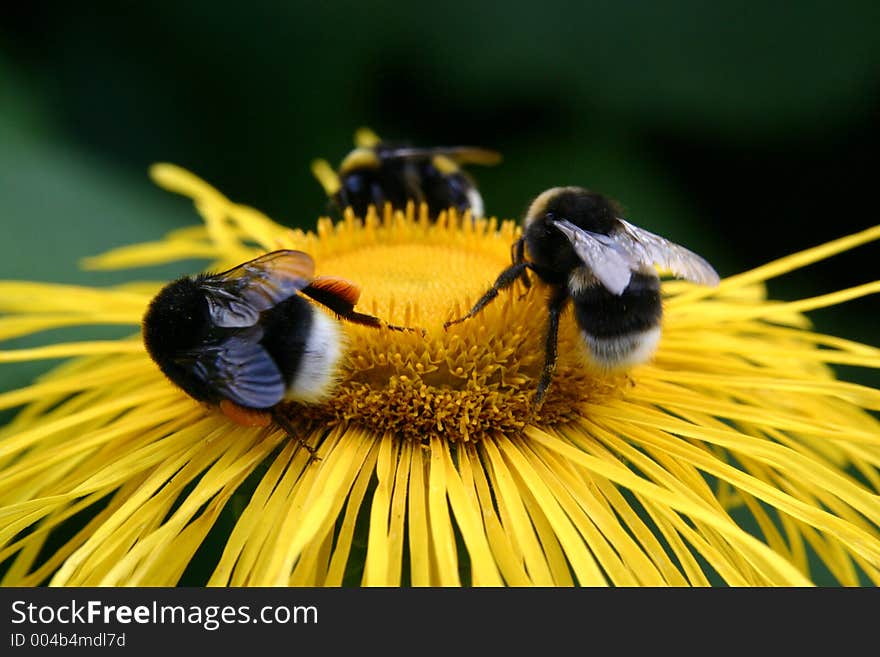 Bumblebee on the yellow flower