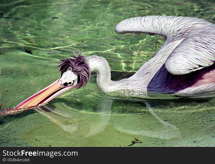 Pelican