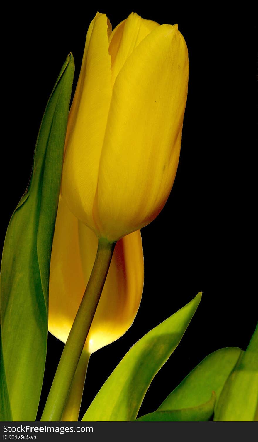 Yellow tulips on black background