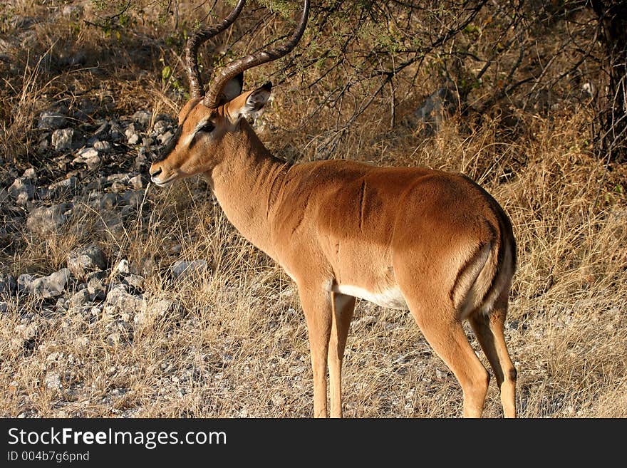 Black-faced Impala in Etosha National Park Namibia. Black-faced Impala in Etosha National Park Namibia