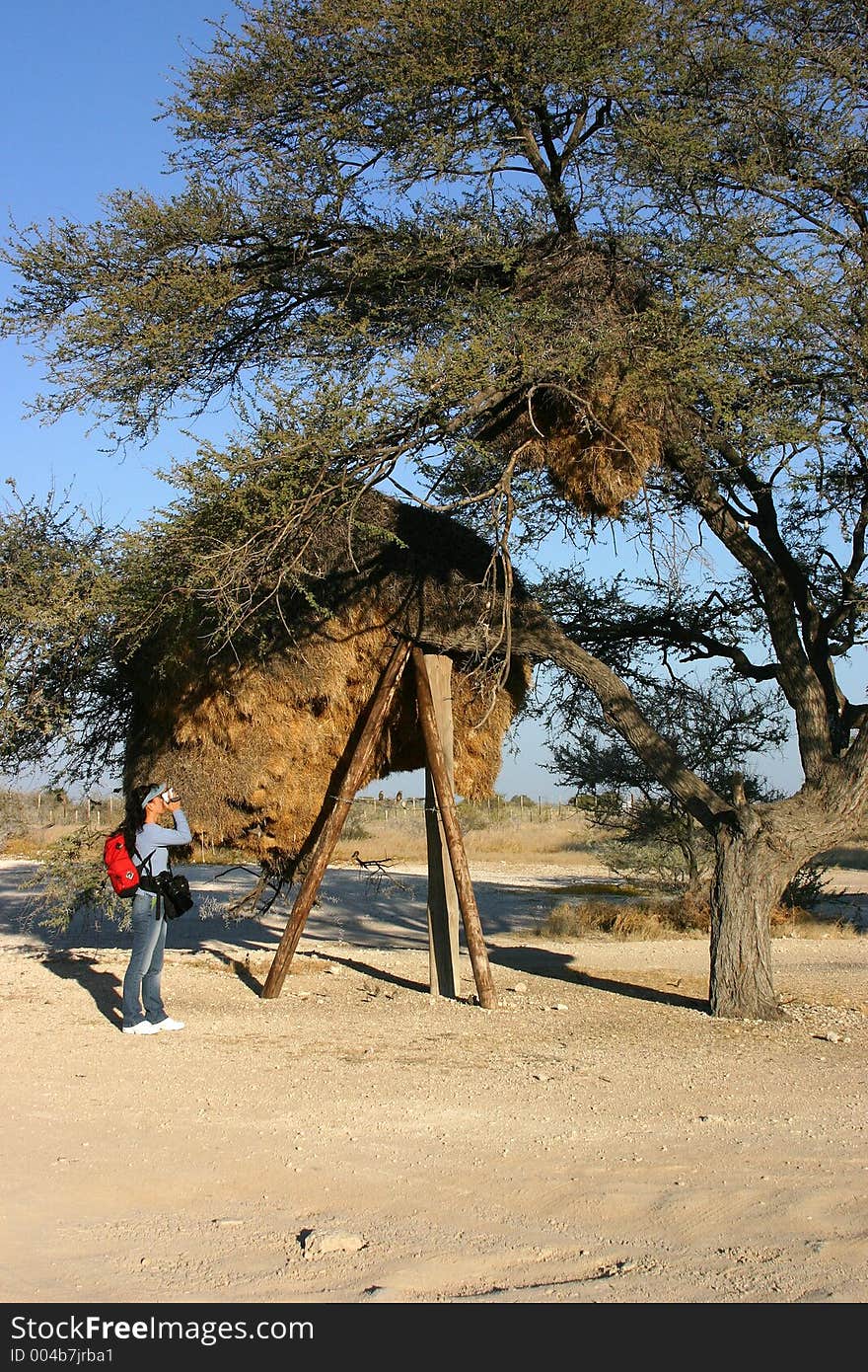 A female photographer shooting in Namibia. A female photographer shooting in Namibia