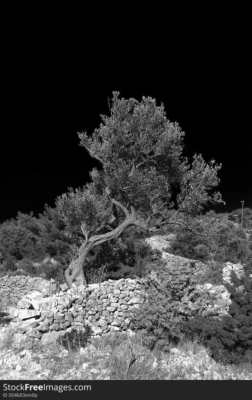 Infrared photo. Tree in Croatia