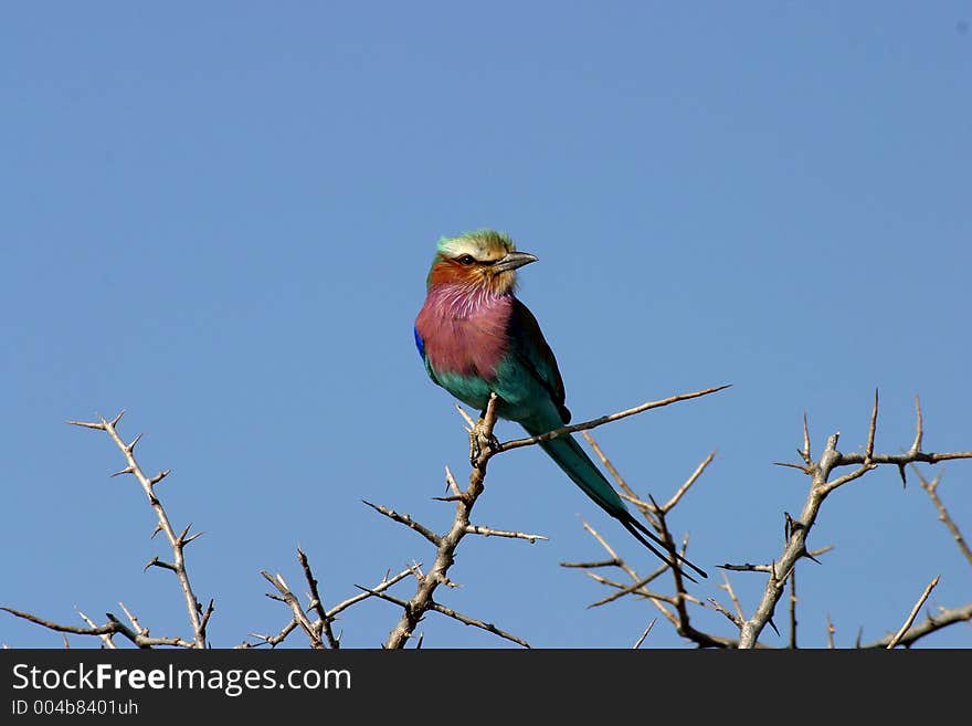 A Lilac-Breasted Roller perched in an acacia tree in Namibia, Africa. A Lilac-Breasted Roller perched in an acacia tree in Namibia, Africa