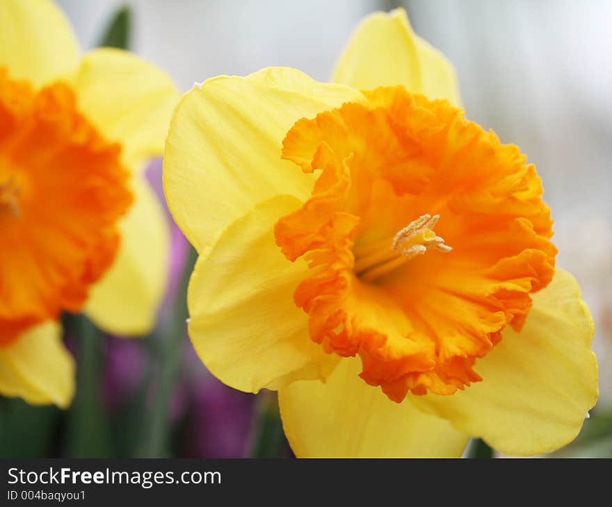 Yellow and orange daffodils