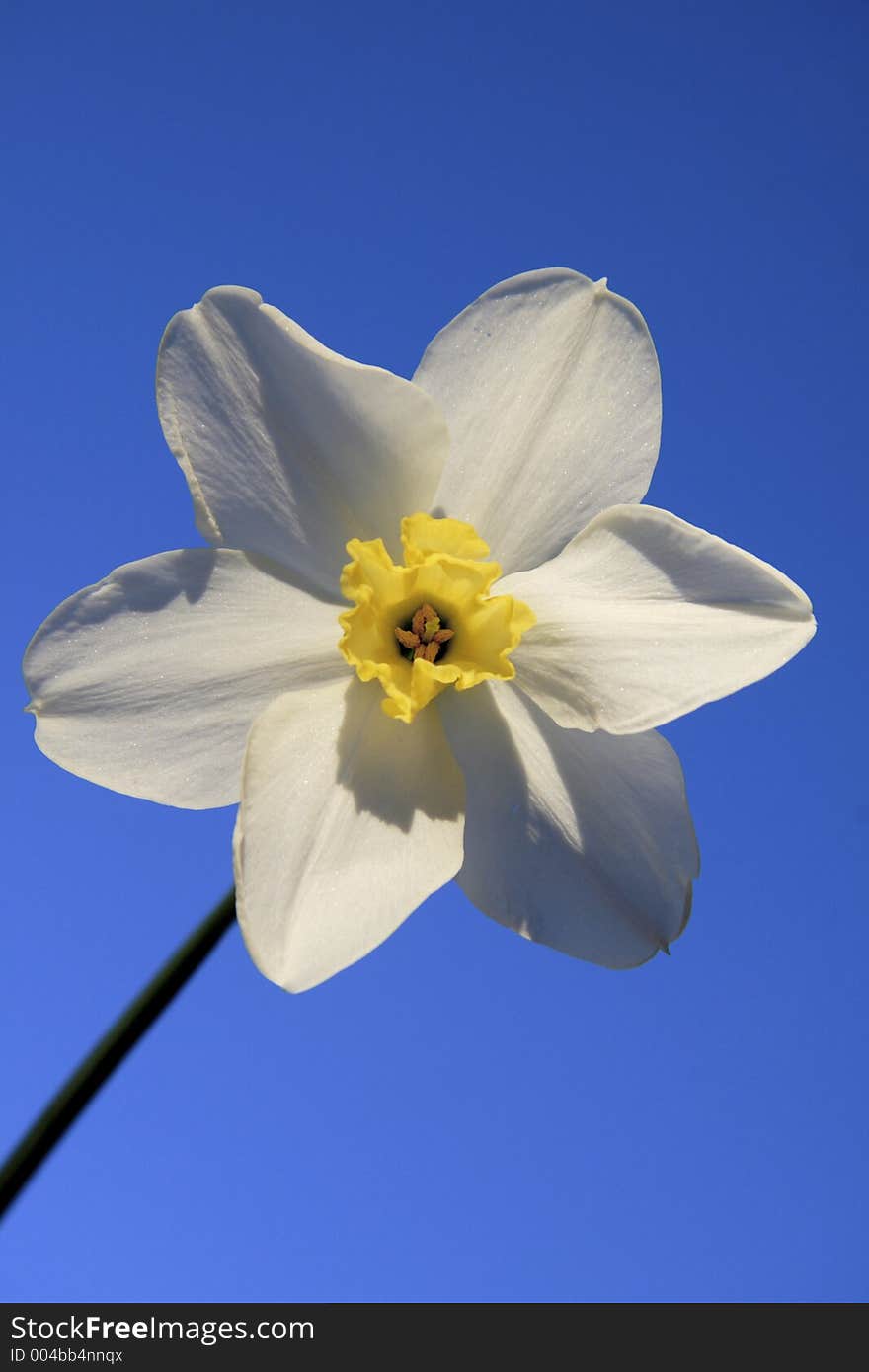 Daffodil Flower