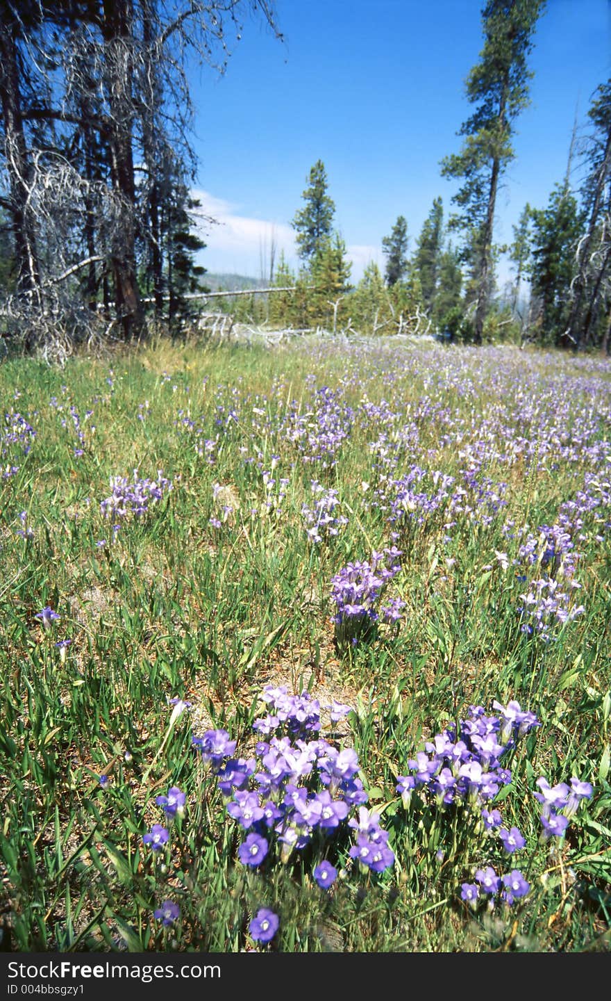 Yellowstoen meadow