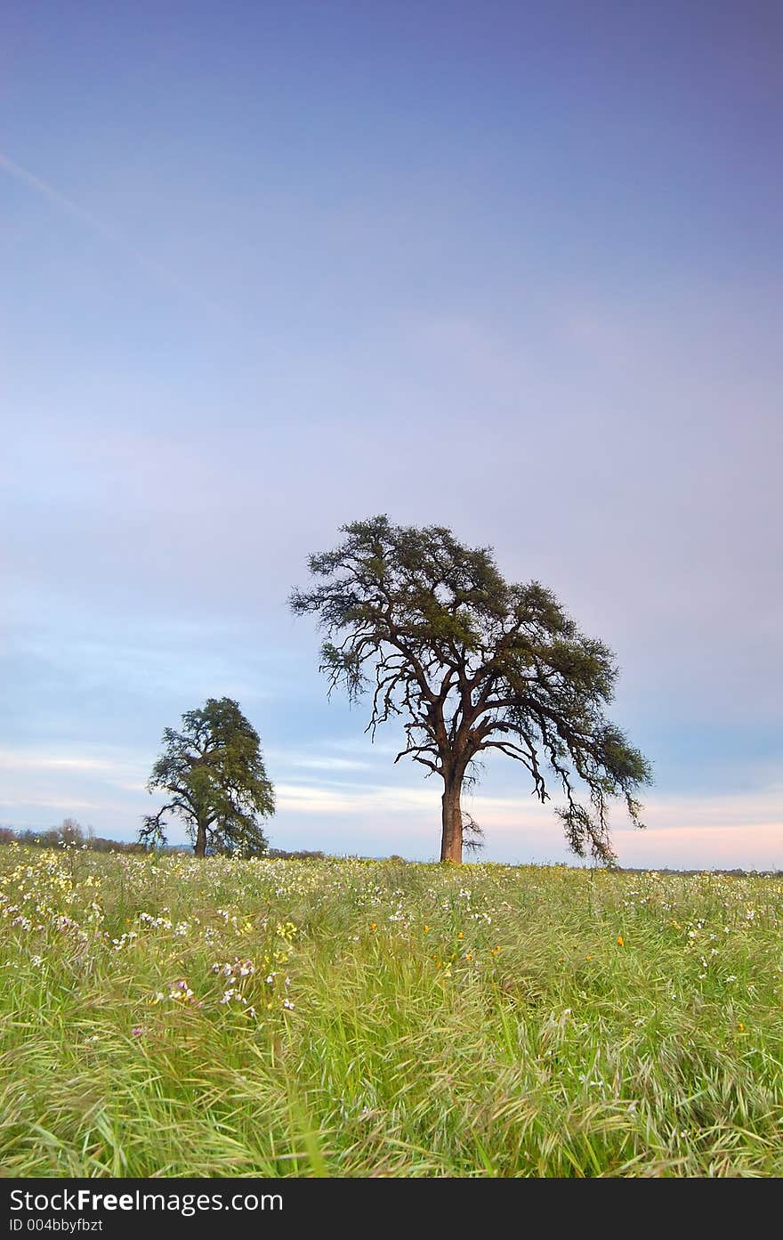 Springtime meadow in the evening