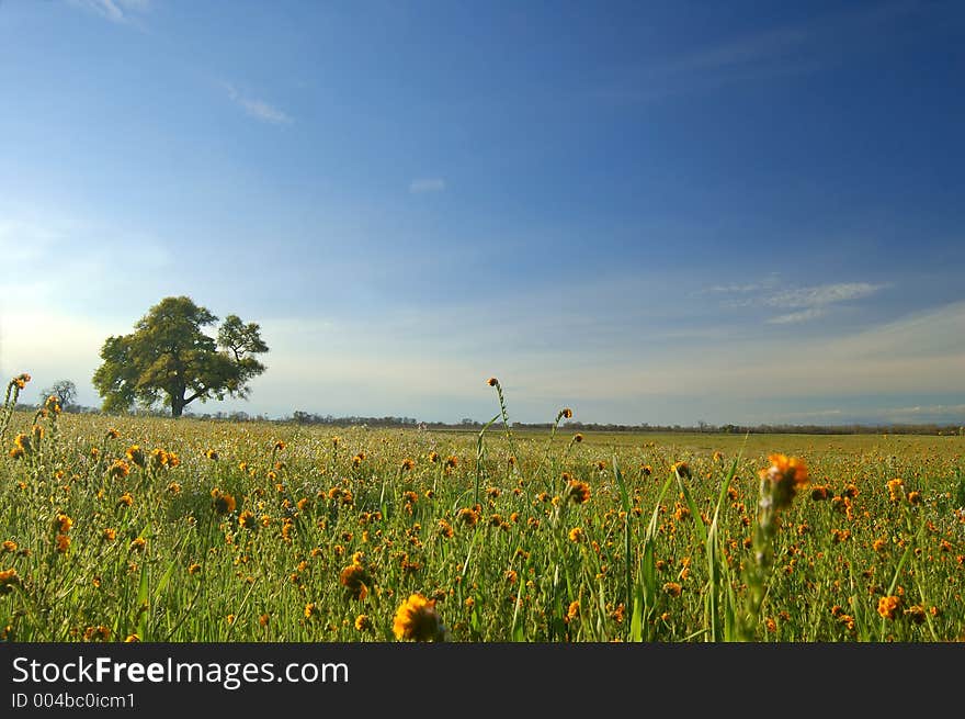 Springtime meadow in the evening