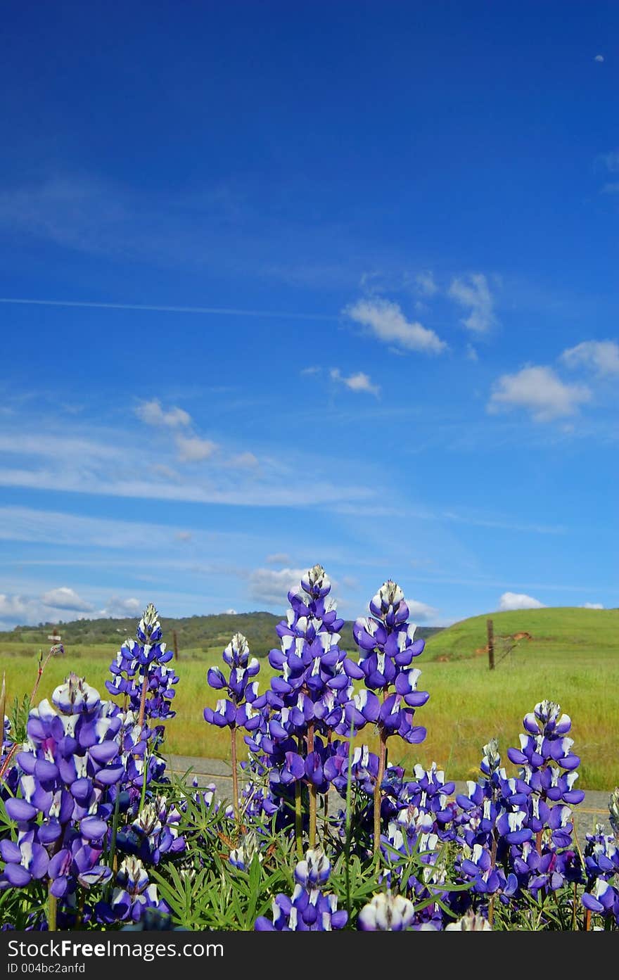 Wildflowers near Table Mountain, California. Wildflowers near Table Mountain, California