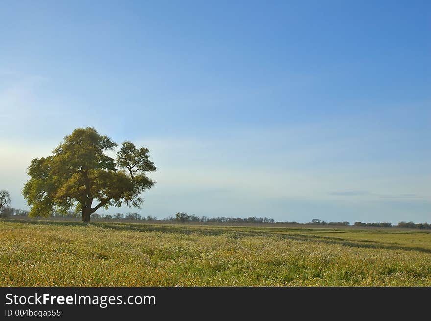 Springtime landscape