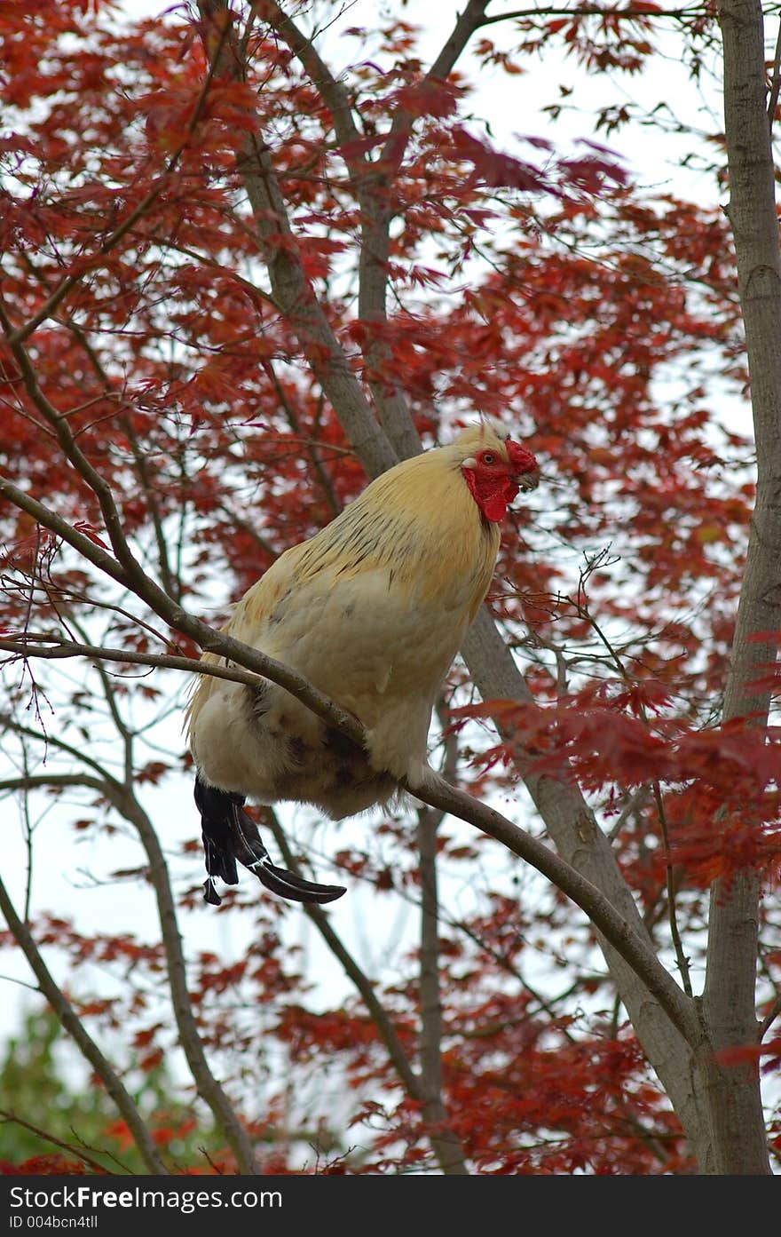 Hen sitting on a Japanese red leaf maple. Hen sitting on a Japanese red leaf maple