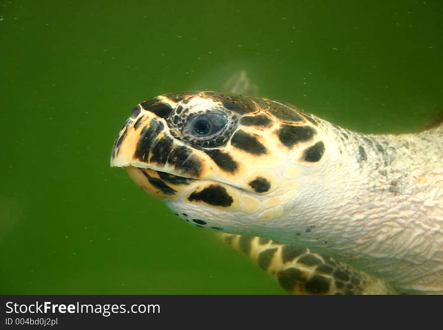 Eretmochelys imbricata type turtle. Eretmochelys imbricata type turtle