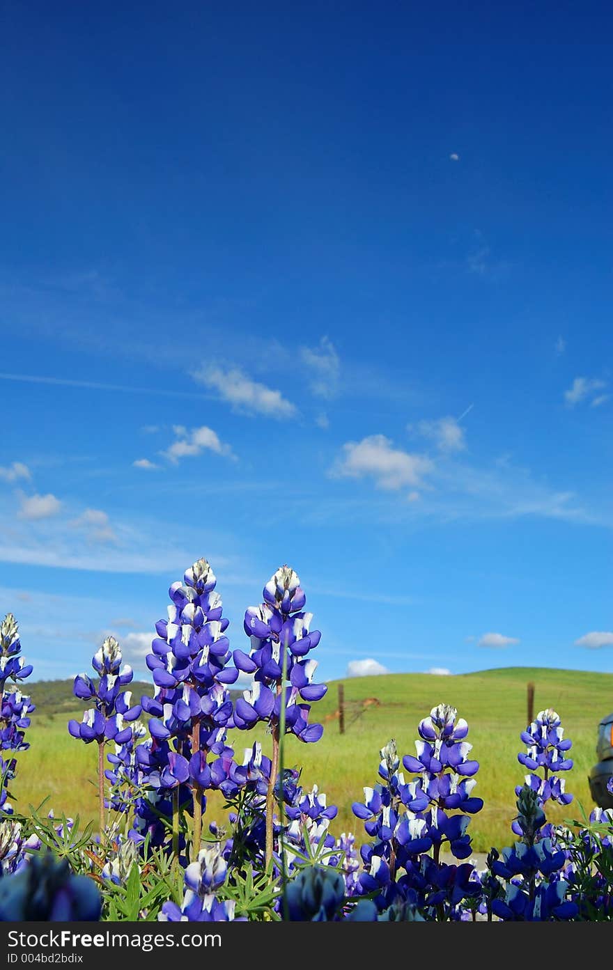 Wildflowers near Table Mountain, California. Wildflowers near Table Mountain, California