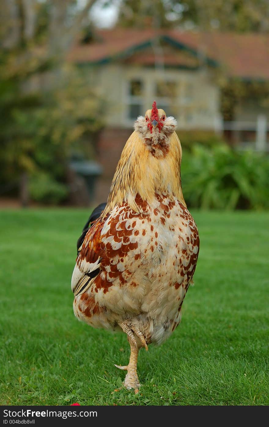 Chicken on the lawn