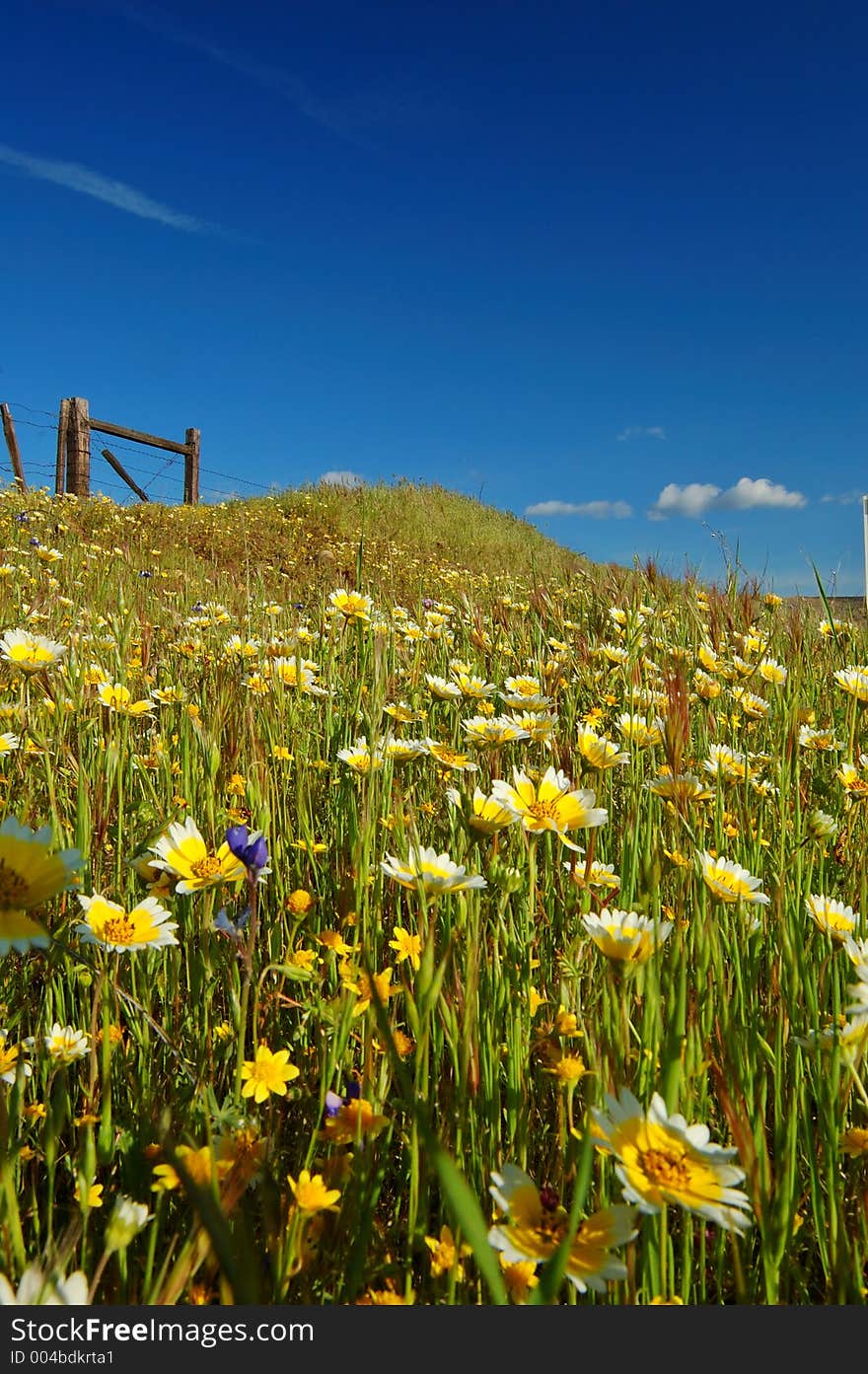 Springtime meadow