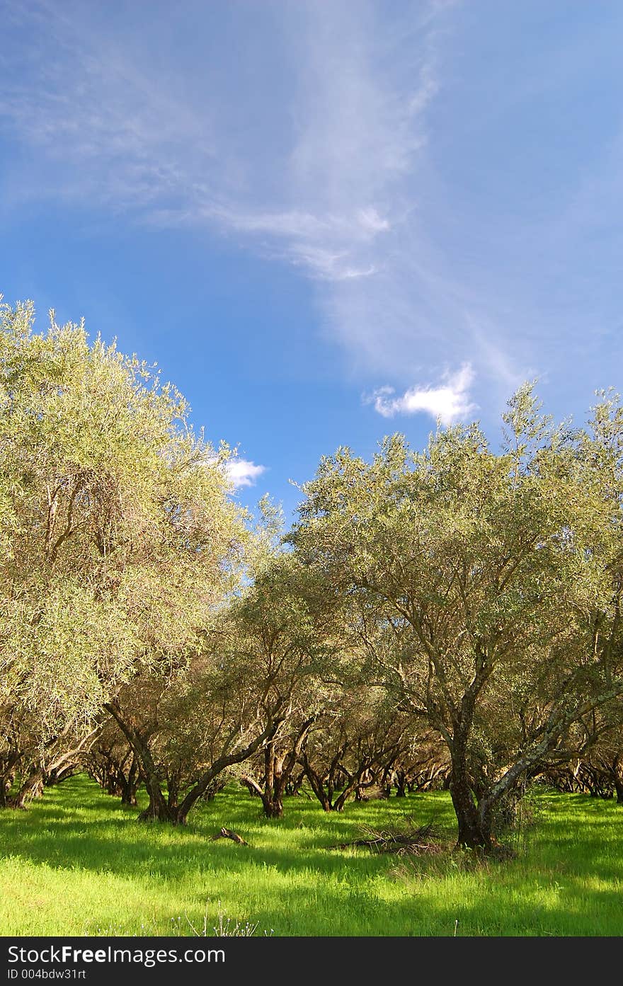 Springtime Orchard