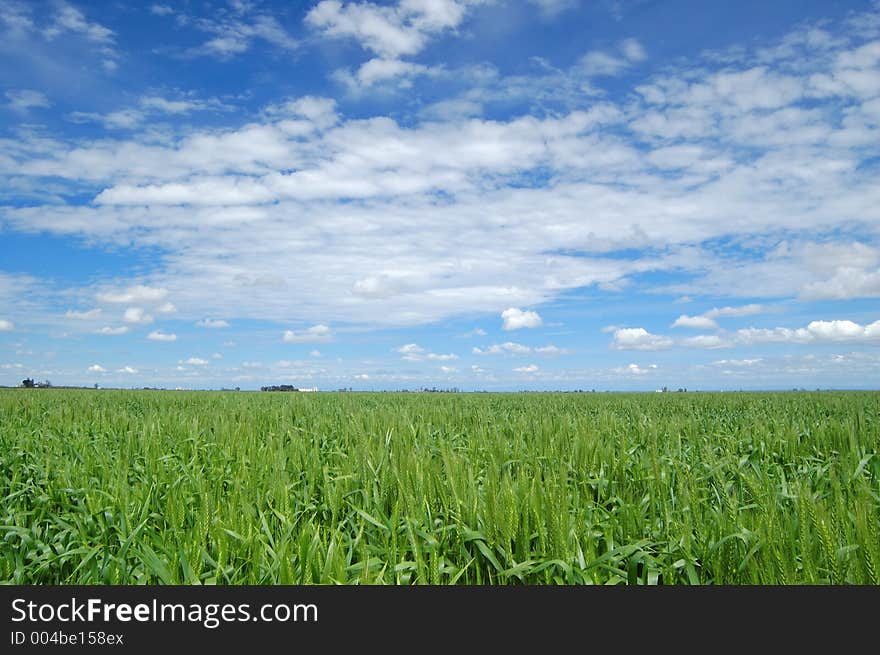 Spring field