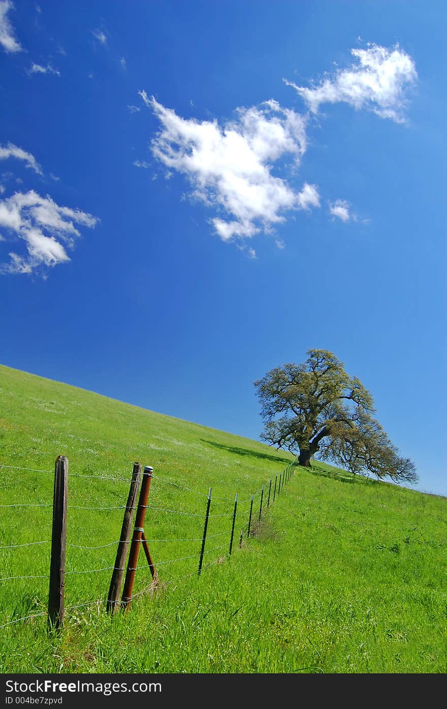 Tree in a spring meadow. Tree in a spring meadow