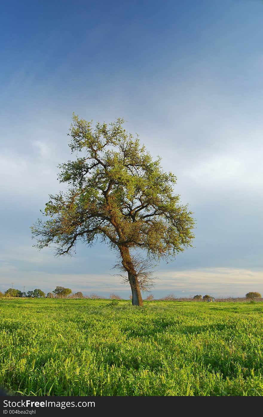 Springtime landscape