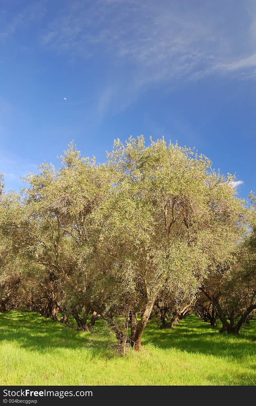 Springtime Orchard