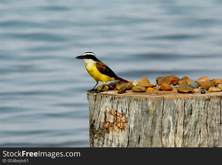 A bird is observing the river