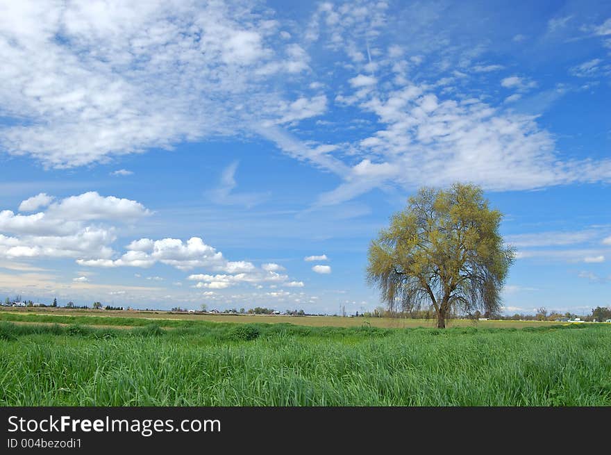 Springtime landscape