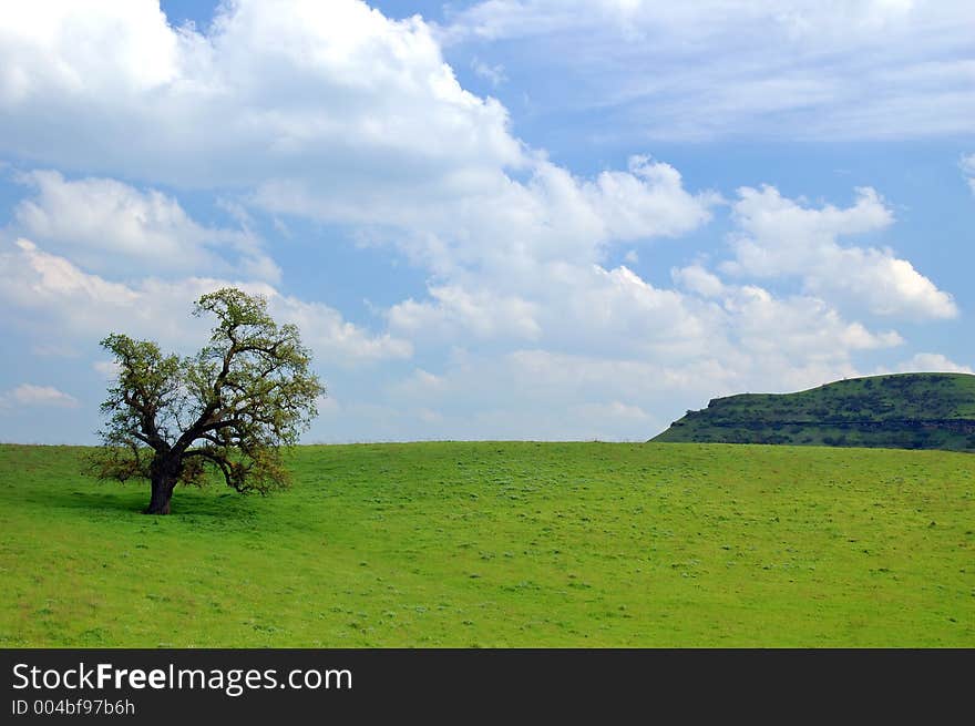 Tree in a spring meadow. Tree in a spring meadow