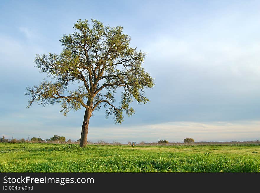 Springtime landscape