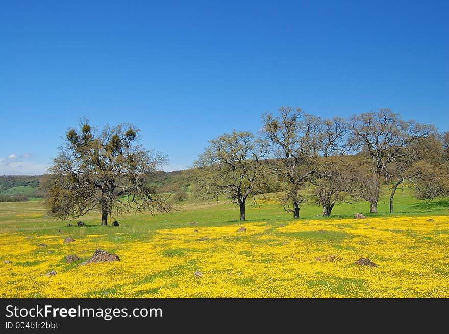 Wildflower meadow in springtime, near Chinese Camp, California. Wildflower meadow in springtime, near Chinese Camp, California