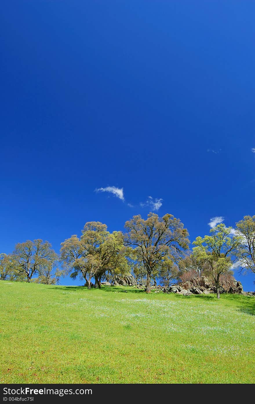 Springtime landscape