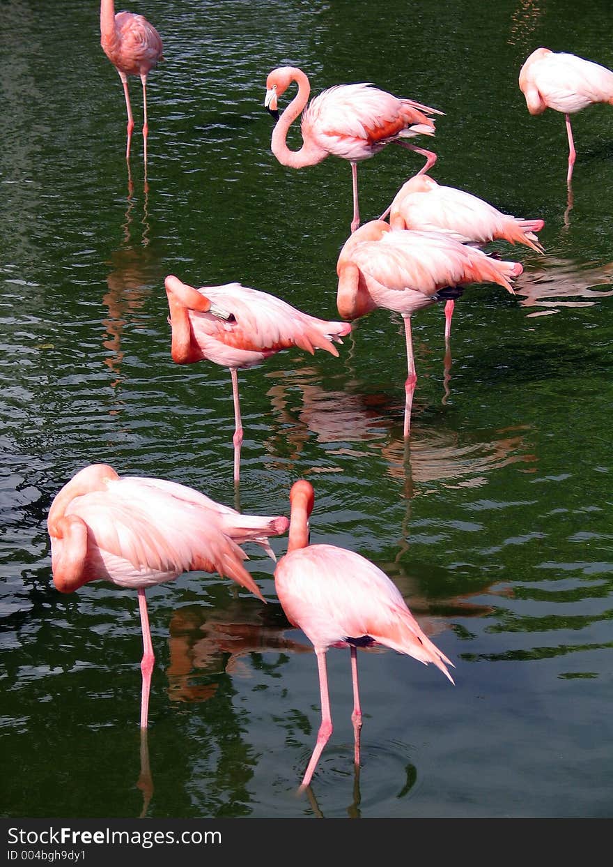 Flamingos