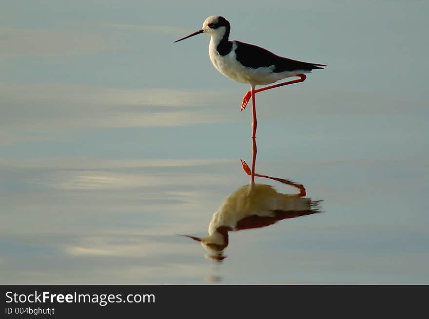 A bird reflex in the water