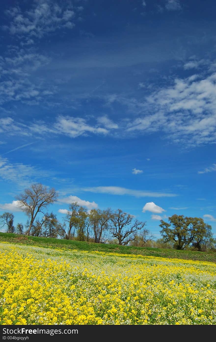 Wildflower meadow in springtime. Wildflower meadow in springtime