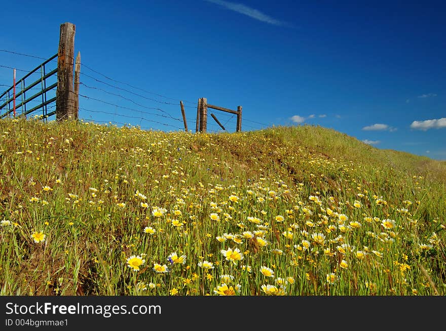 Springtime Meadow