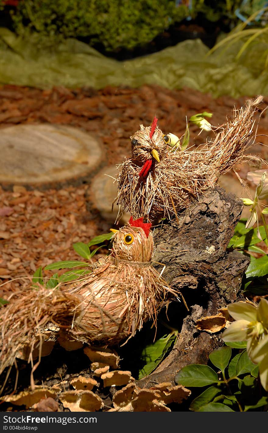 Straw quails