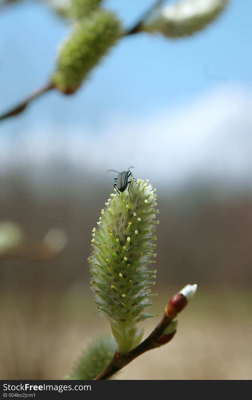 Bug on green flower