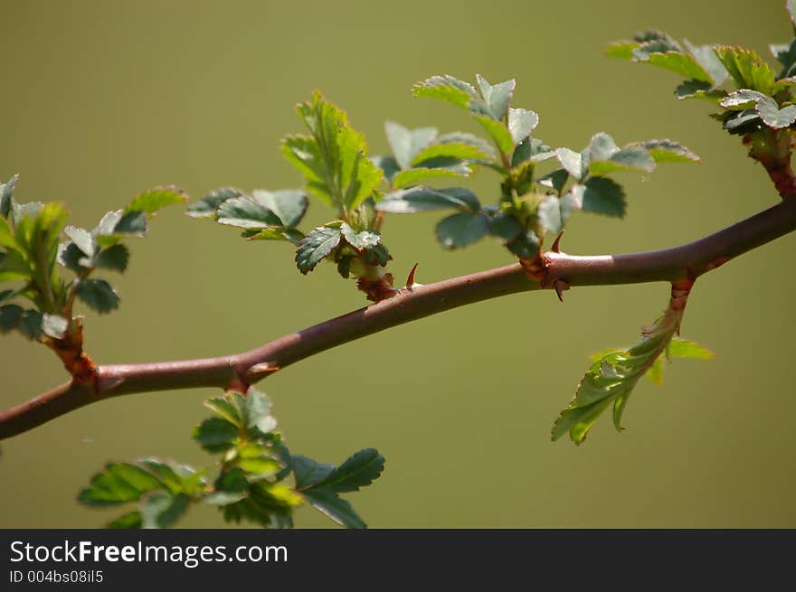 Fresh Thorns