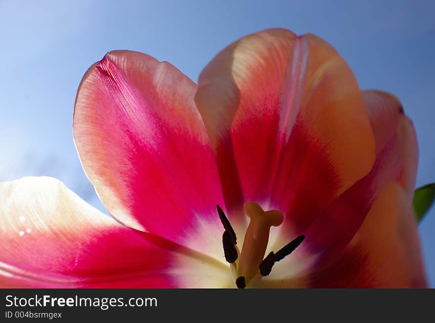 Tulip Close Up