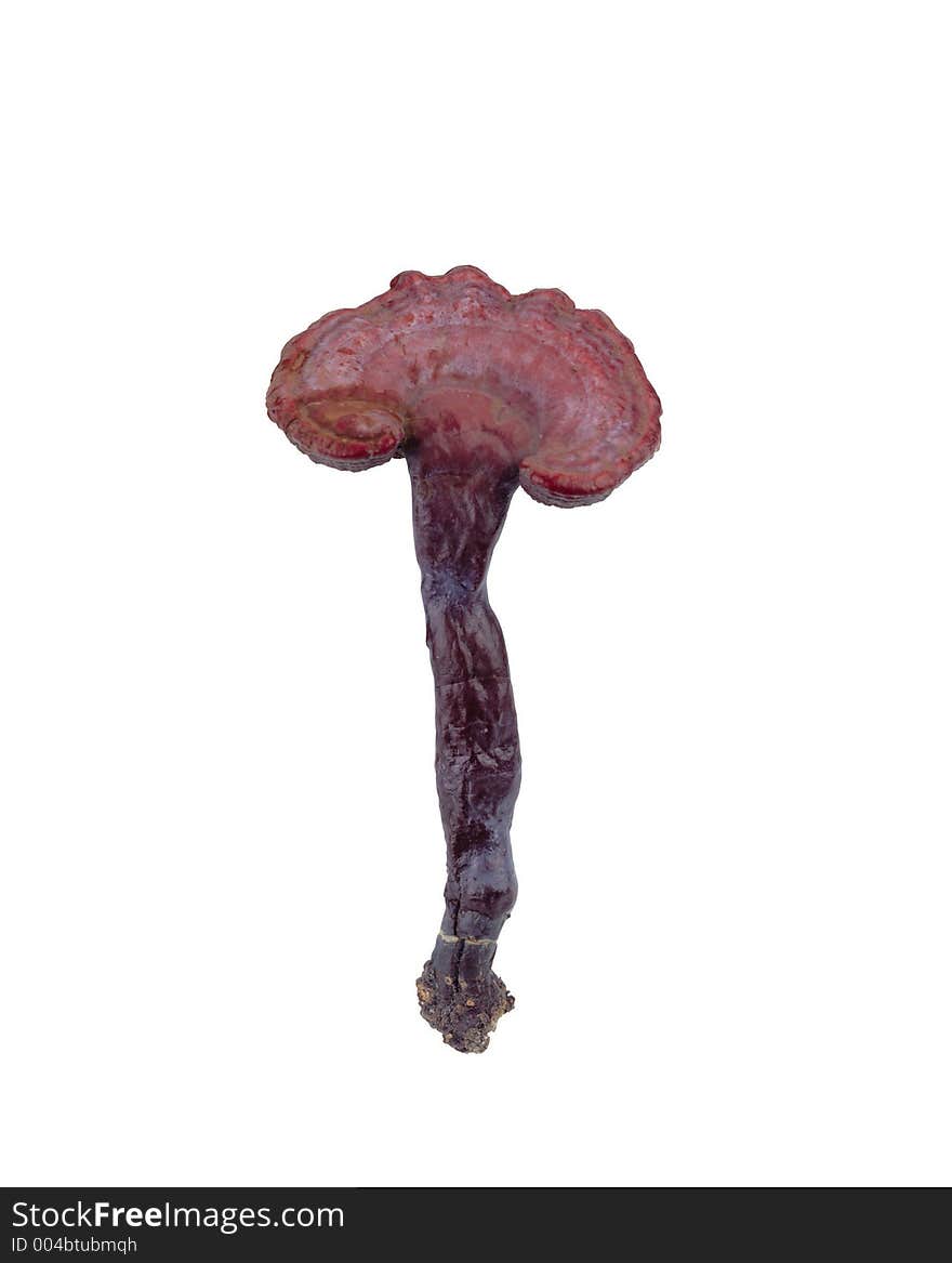 Isolated dried mushroom on white background. Isolated dried mushroom on white background.