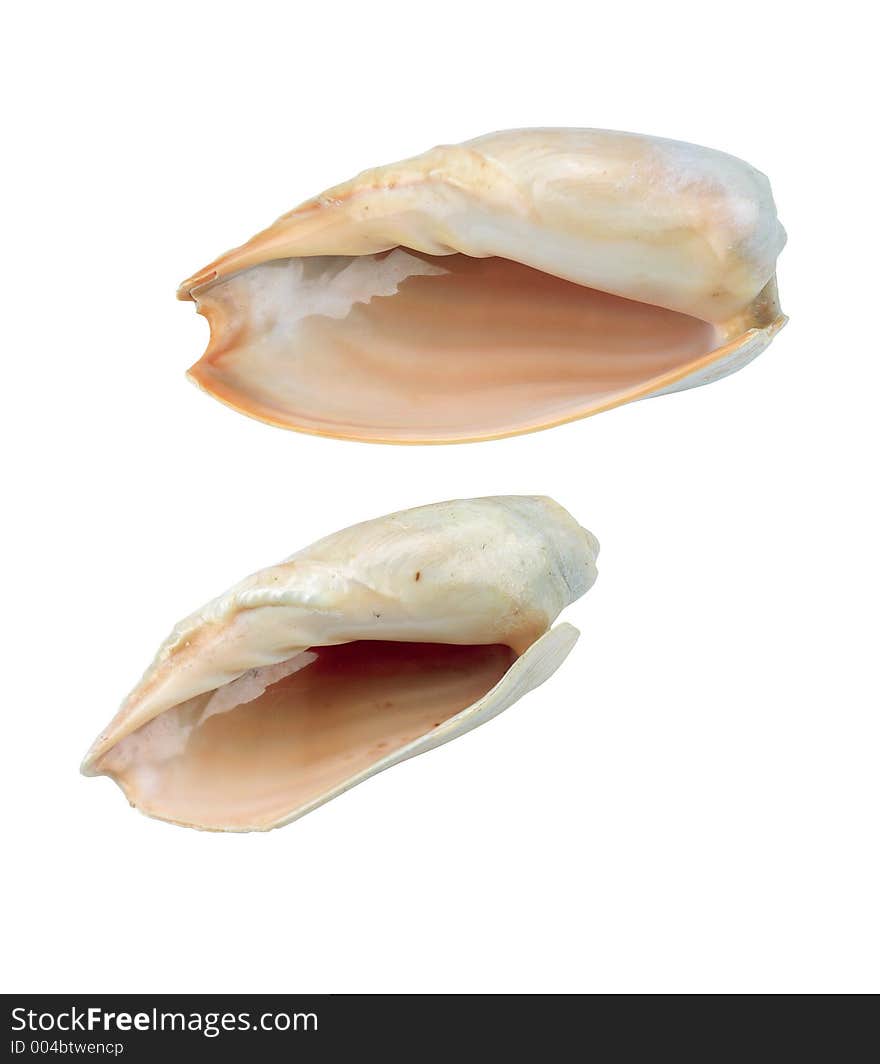 Picture Of Shell