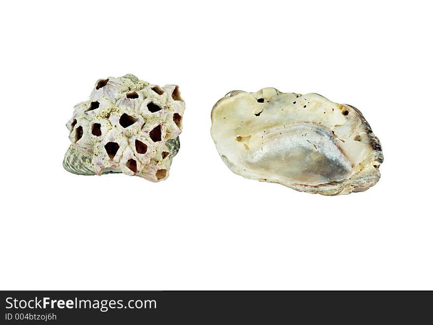 Sea Shells on white background. Sea Shells on white background.