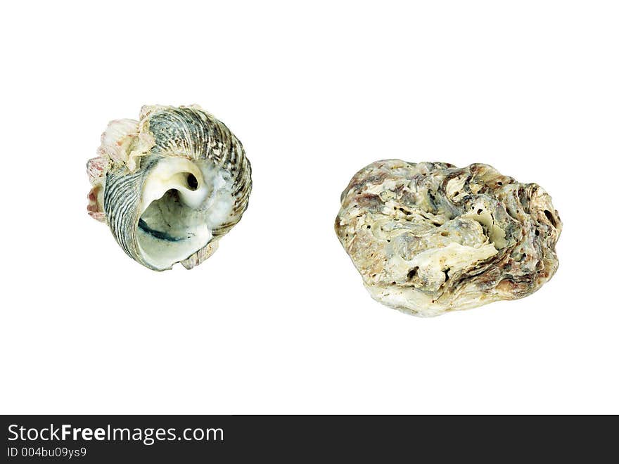 Sea Shells on white background. Sea Shells on white background.