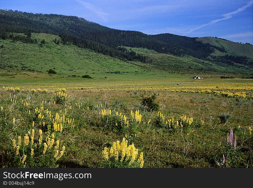 Verdant Hills