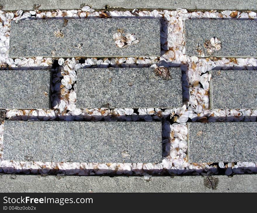 Delicate petals from flowering trees gather in the spaces between these bricks. I liked the contrast of elements: curved vs. angles, soft vs. hard, etc. Delicate petals from flowering trees gather in the spaces between these bricks. I liked the contrast of elements: curved vs. angles, soft vs. hard, etc.