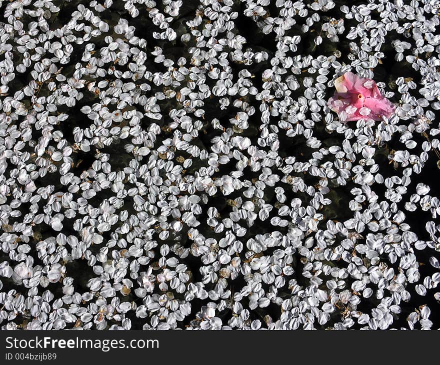 Petals on Water