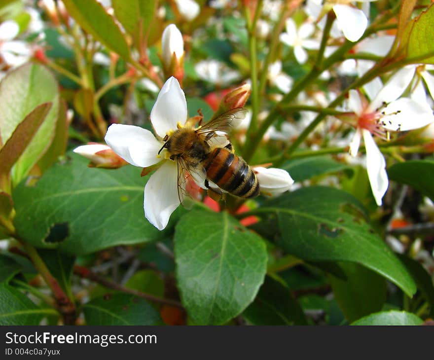 Honey Bee Gathering Pollen