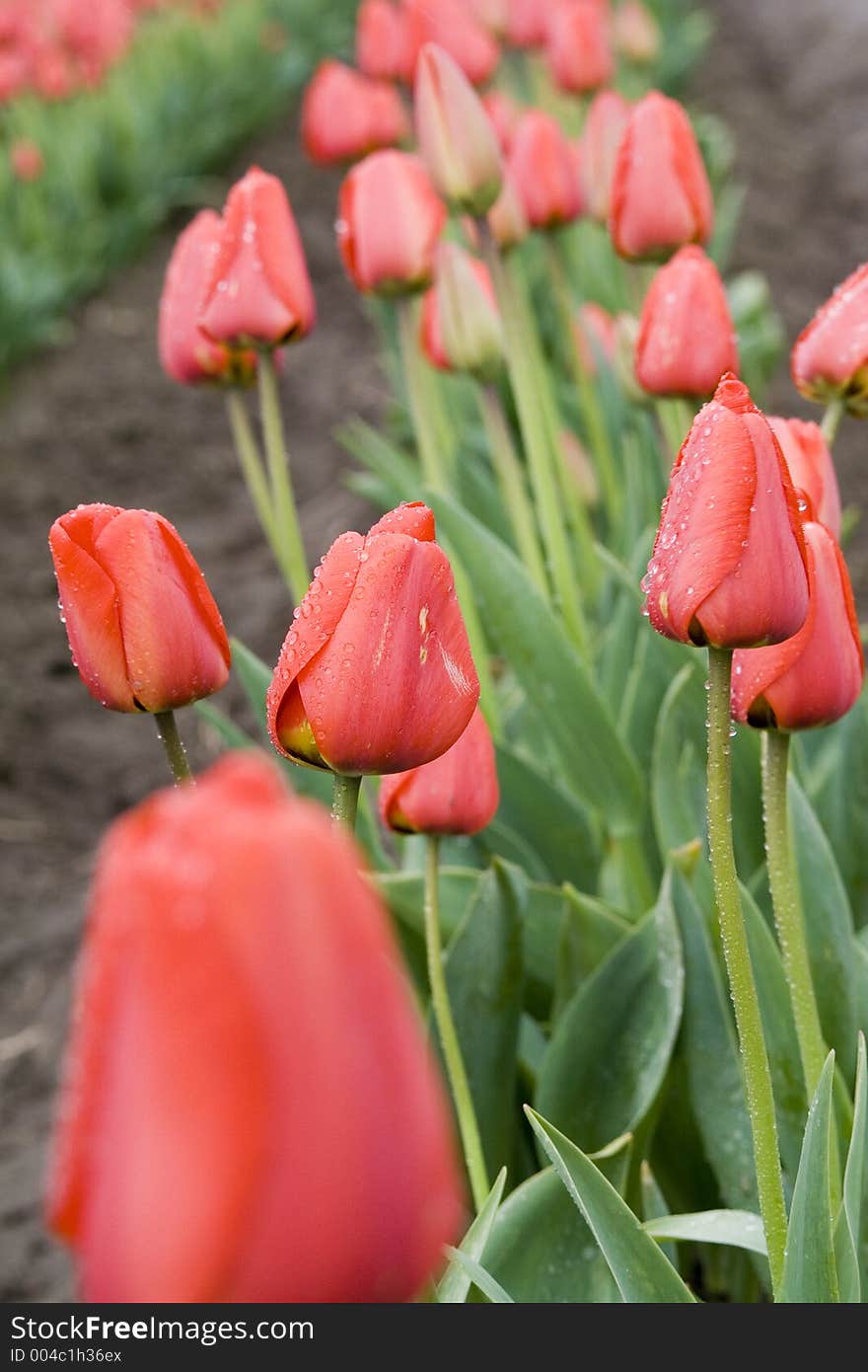 Ad Rem tulips in bloom still in the field. Note: when viewed at 100% a good observer will notice some minor diagonal streaking. This is no aberration or problem with the image. This is actually rain. Frankly, it was pouring when this shot was taken. Ad Rem tulips in bloom still in the field. Note: when viewed at 100% a good observer will notice some minor diagonal streaking. This is no aberration or problem with the image. This is actually rain. Frankly, it was pouring when this shot was taken.