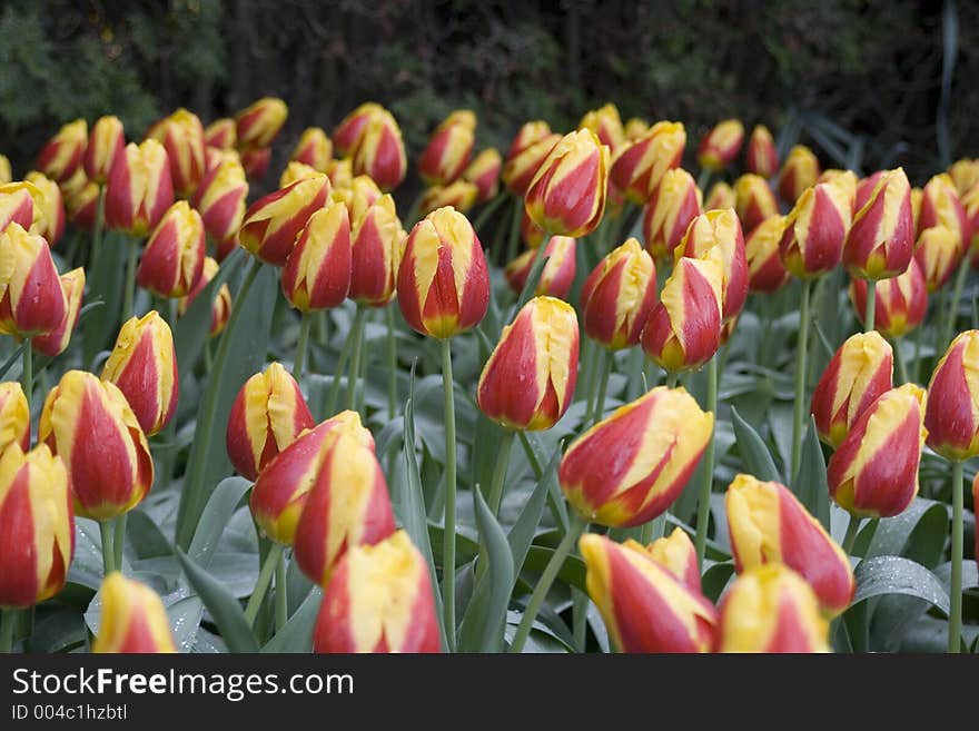 Abra Tulips in full bloom on a very rainy day.