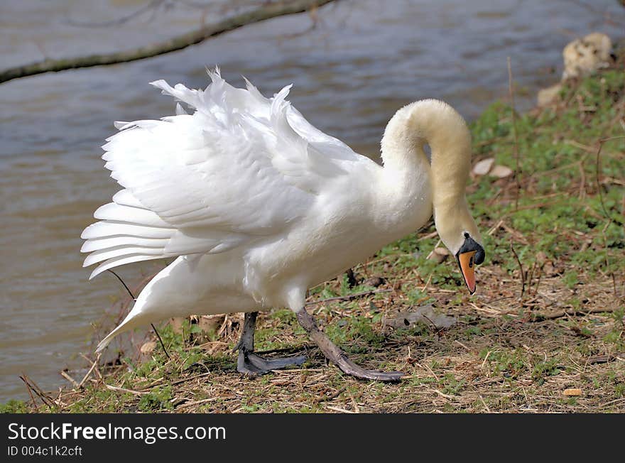 Swan in alpha male pose